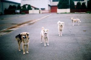 dogssochi