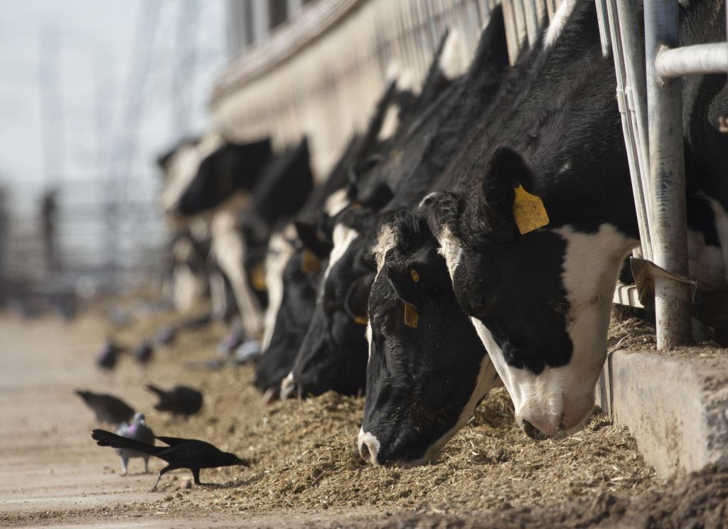 Cows and birds
