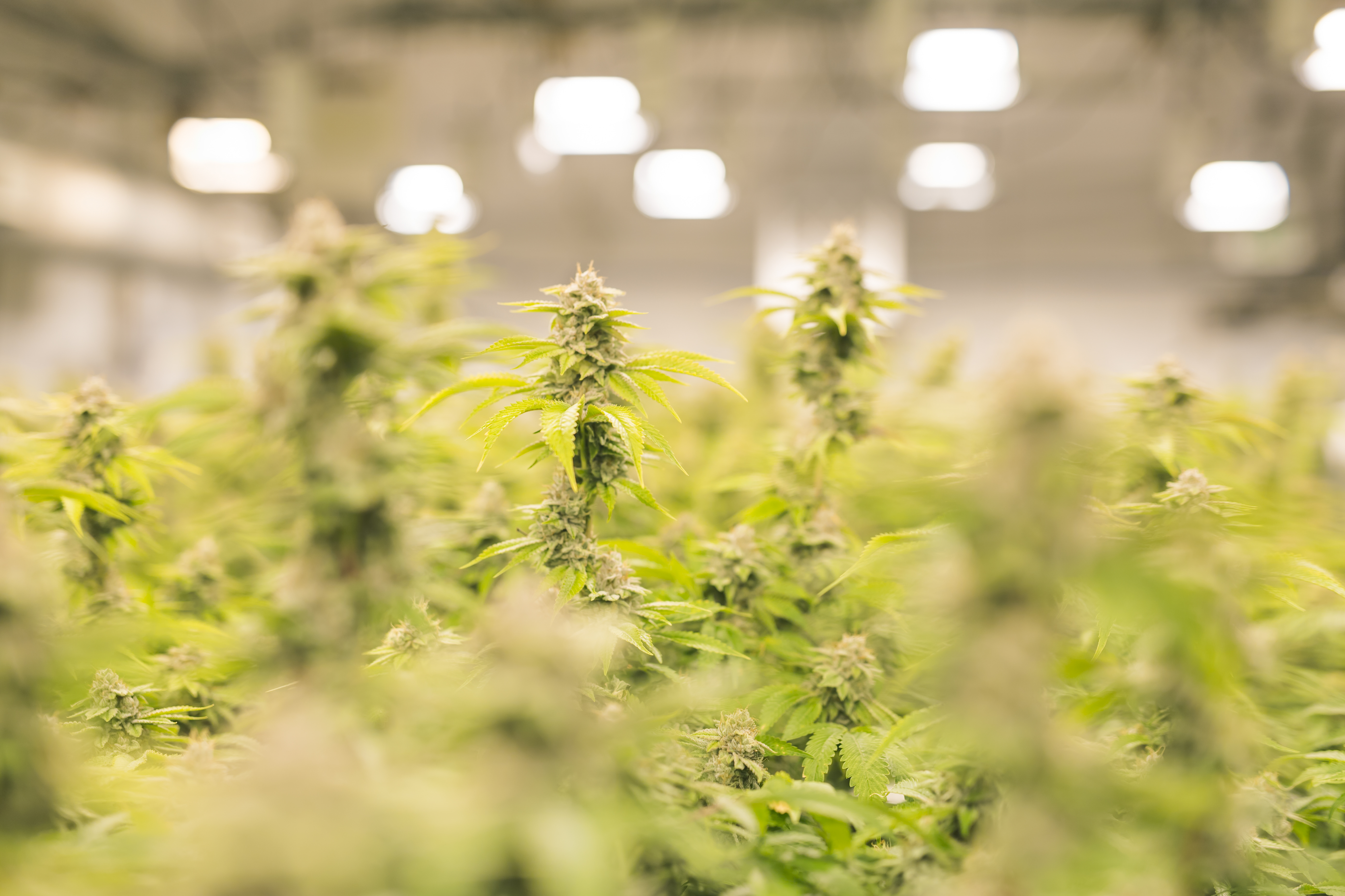 Cannabis plants grow under artificial lights