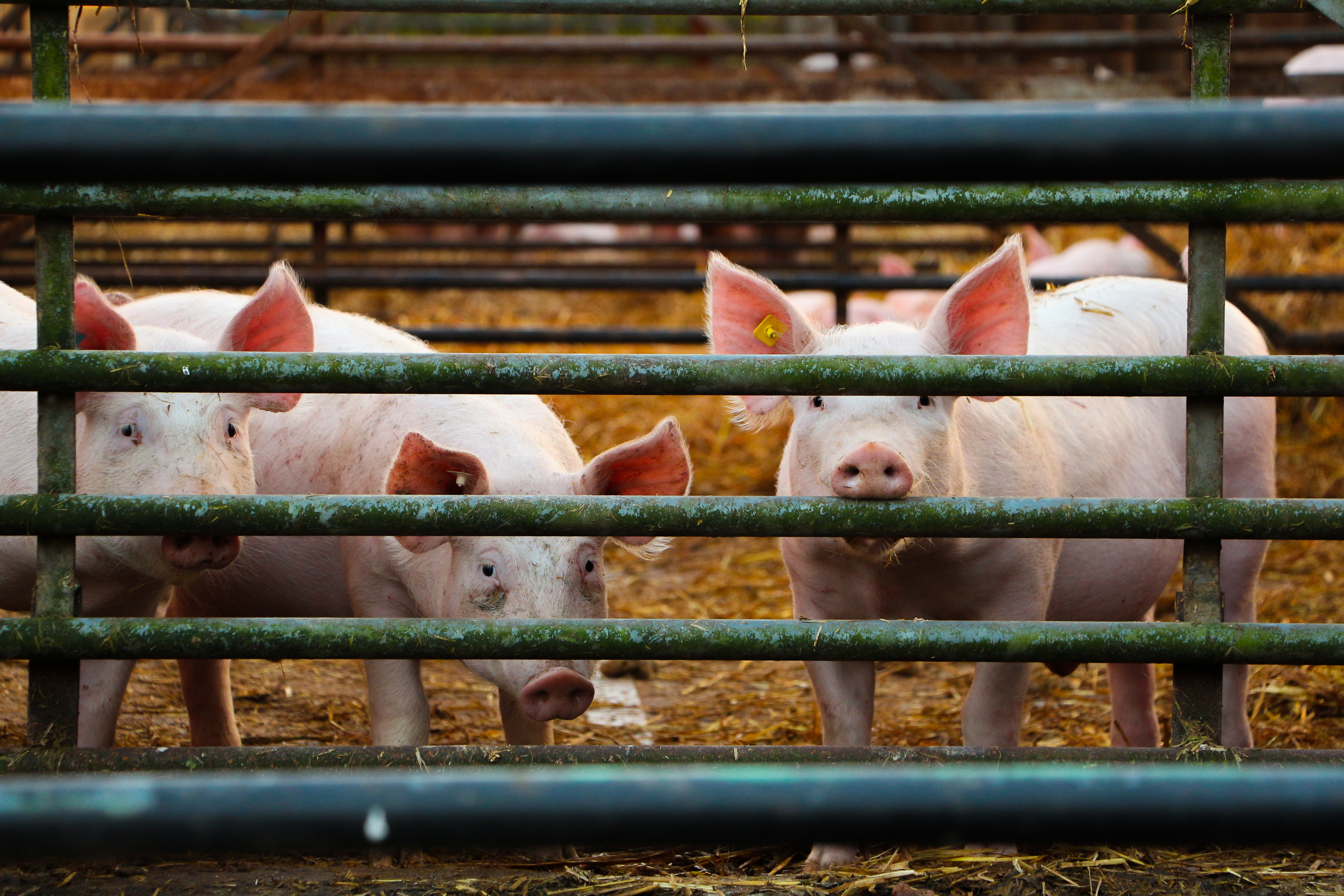 Close-Up Of Pigs In Cage