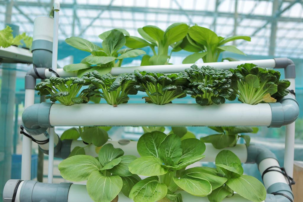 Bok choy seedlings growing in a hydroponic farm.