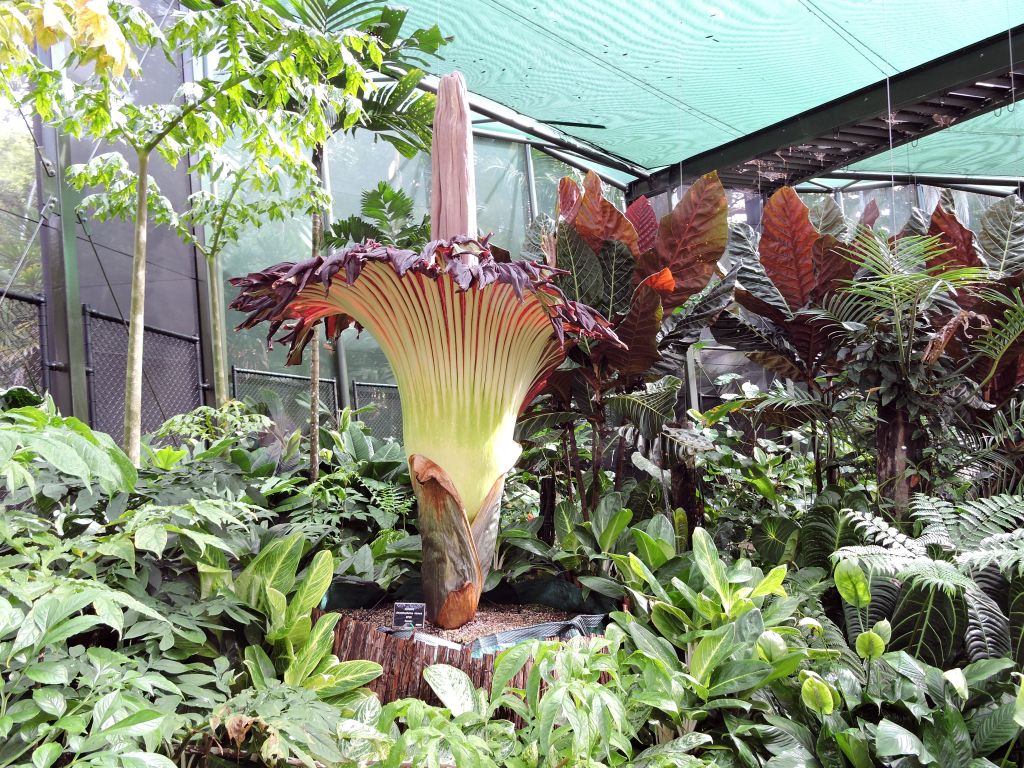 Titan Arum