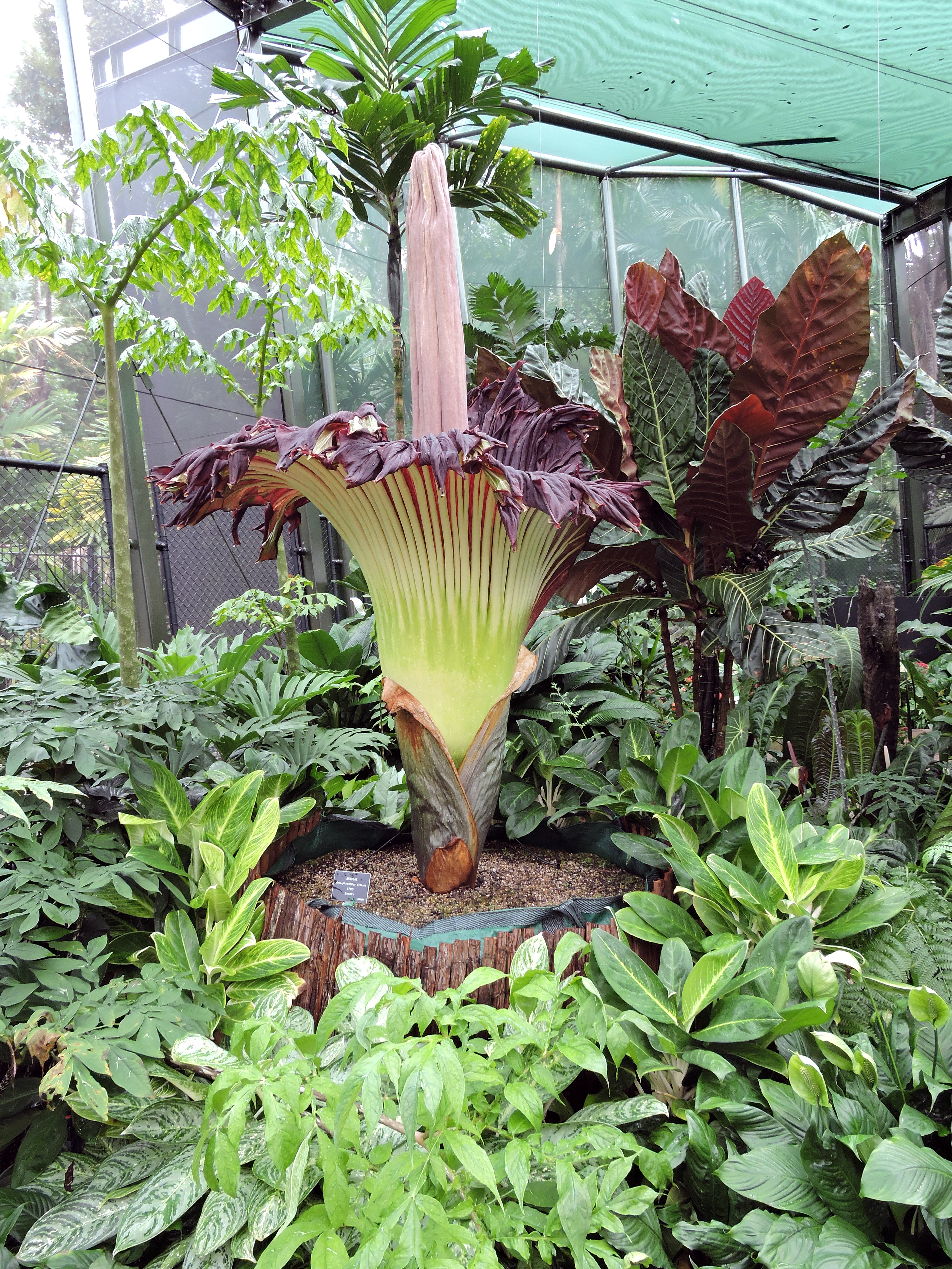 Titan Arum