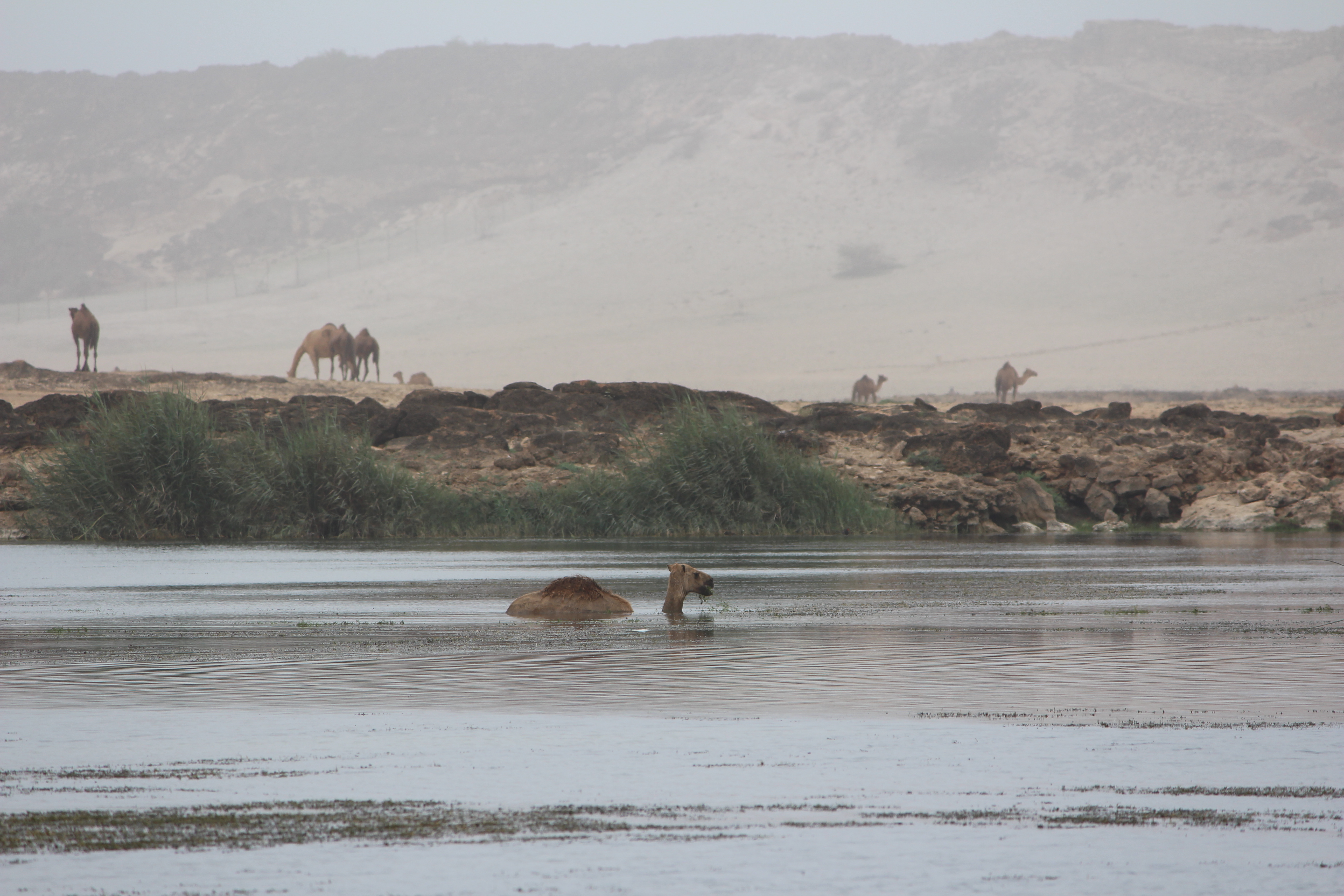 Camel Swimming In Lake Against Mountain