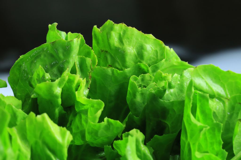 Lettuce leaf on a black background