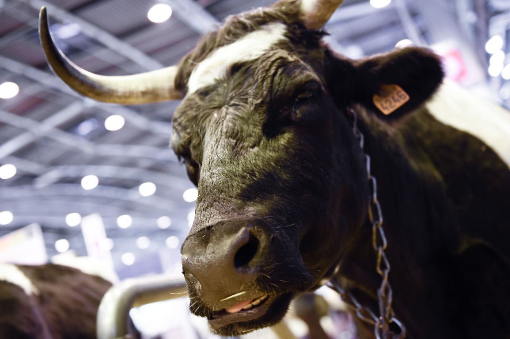 FRANCE-ECONOMY-AGRICULTURE-COW