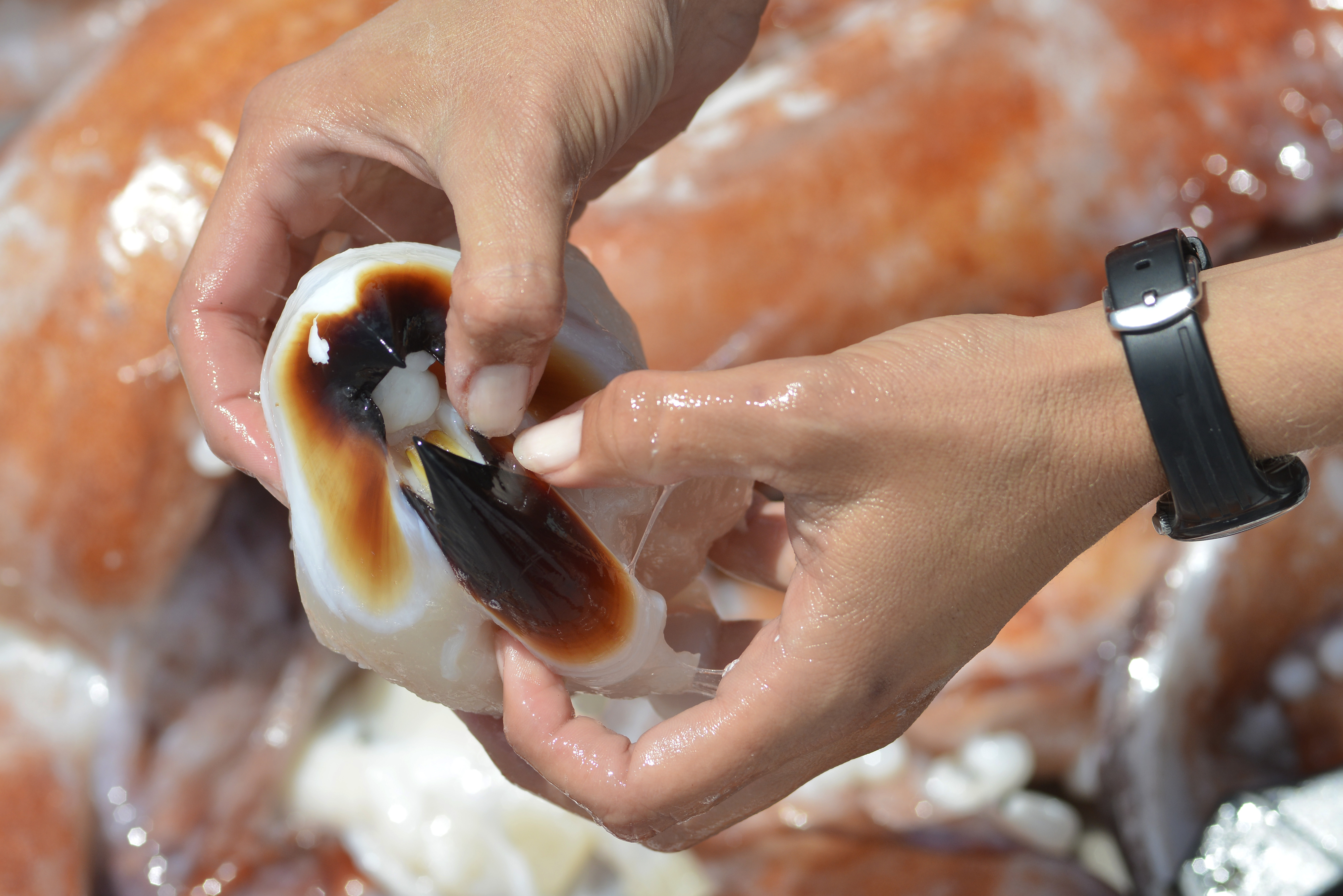 Giant squid (genus Architeuthis). Peak of a giant squid found dead drifting adrift, Tenerife, Canary Islands.