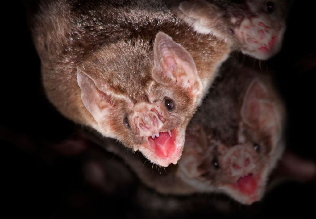 Detectan virus similar al covid-19 en murciélagos de Brasil