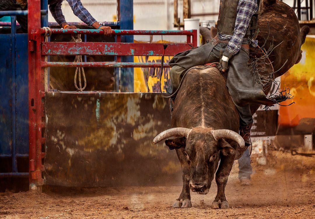 Jinetes de toros llegan a Fishers con adrenalina total